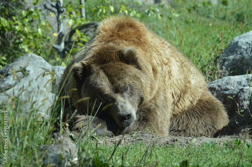 Wallpaper Mural Grizzly bear in the outdoors Torontodigital.ca