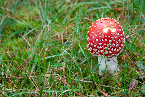 Amanita mushroom among the grass. Amanita mushroom red hat and green grass on a sunny day close-up.