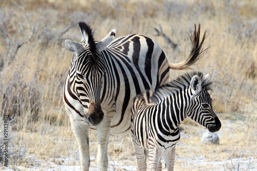 Zebra with baby - Namibia Africa