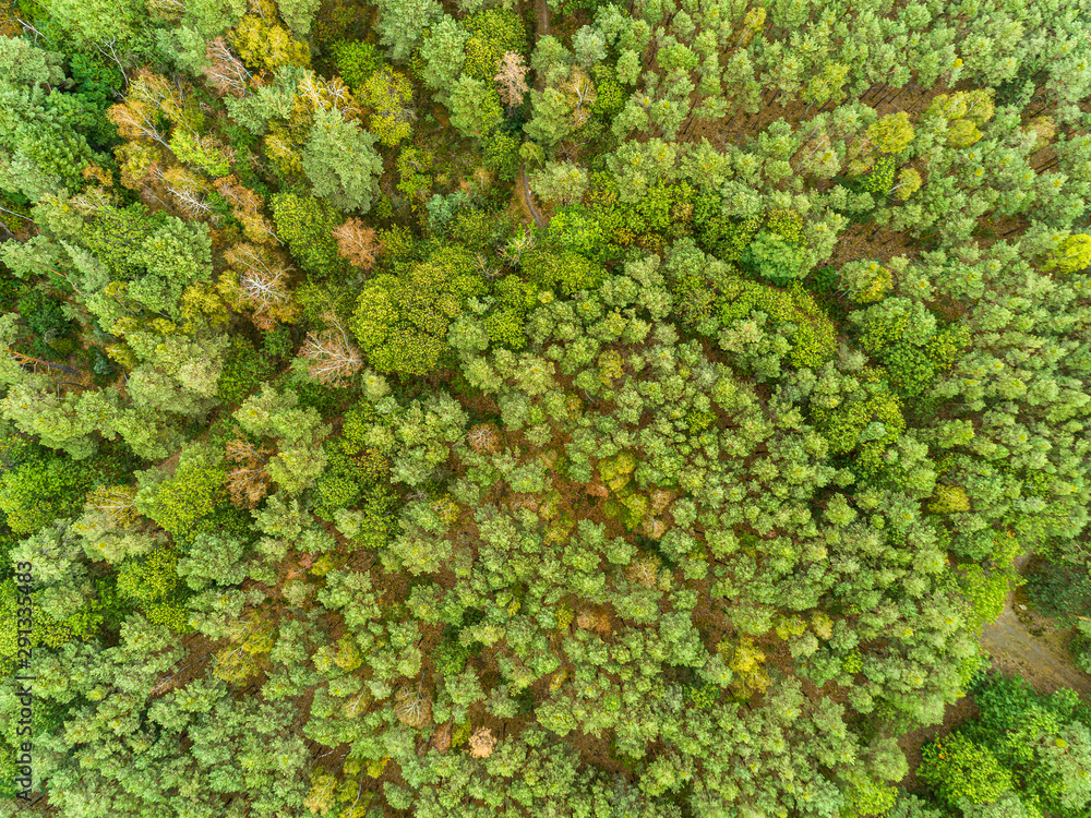 Obraz premium forest from above