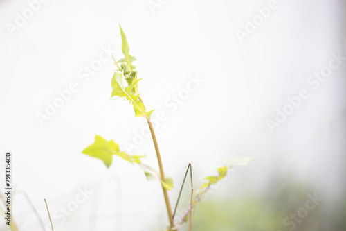 lily of the valley