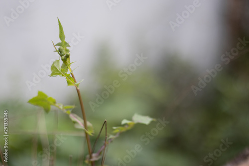 flower in spring