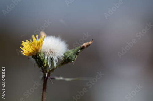 flower on green background
