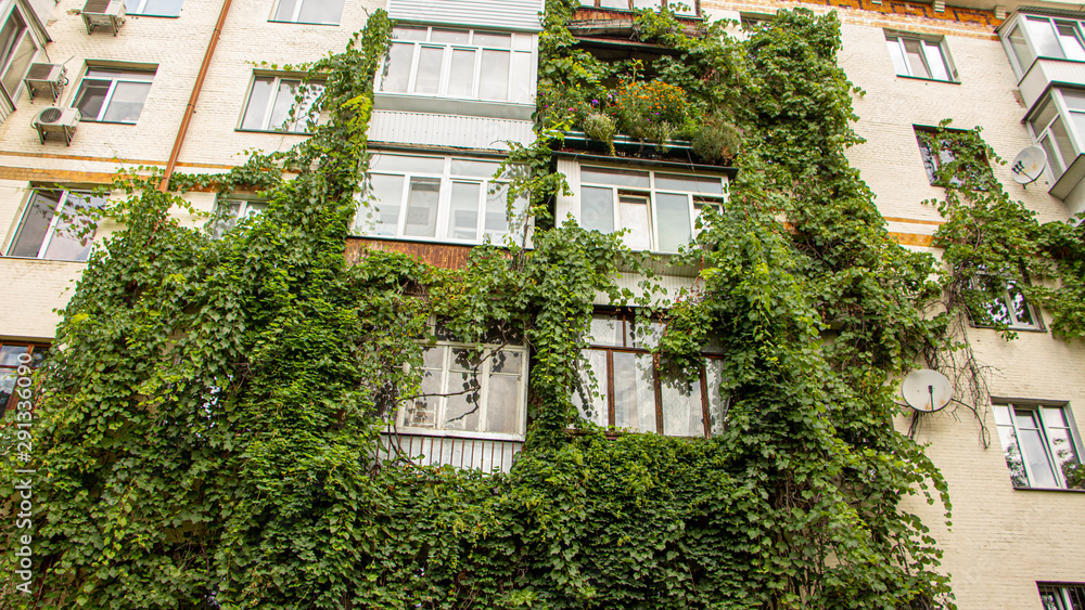 Grapes on the wall of an apartment building, green city concept Grapes on the wall of an apartment building, green city concept