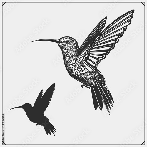 Hummingbird colibri bird silhouettes, logos, emblems and design elements. 