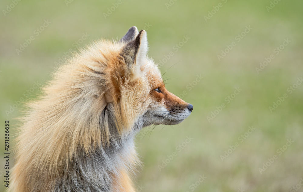 Red fox Red fox