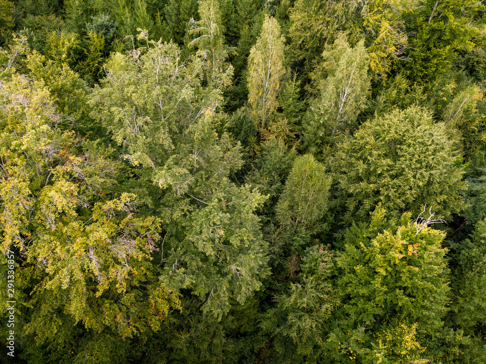 aerial view on a forest in Germany taken using a drone aerial view on a forest in Germany taken using a drone