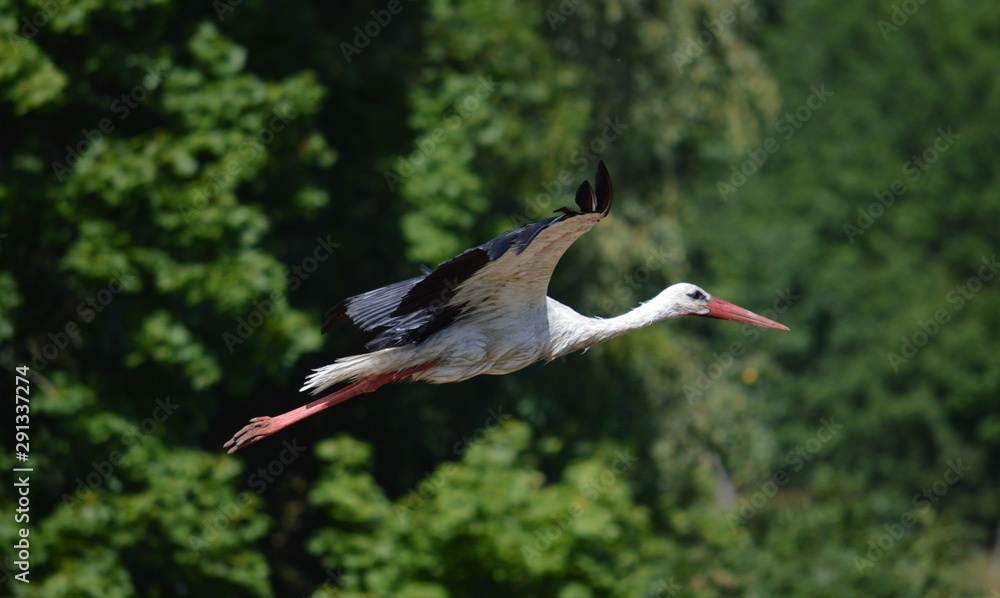 Fototapeta premium Bocian