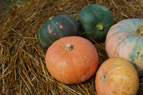 Harvest of pumpkins in the garden in autumn