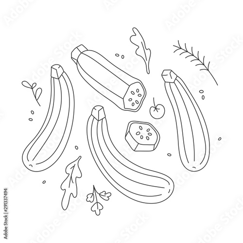 vector linear contour illustration of zucchini squash cut in slices isolated on white background. Hand drawn line style. Vegetable organic food ingredient. Healthy diet vegetable. 