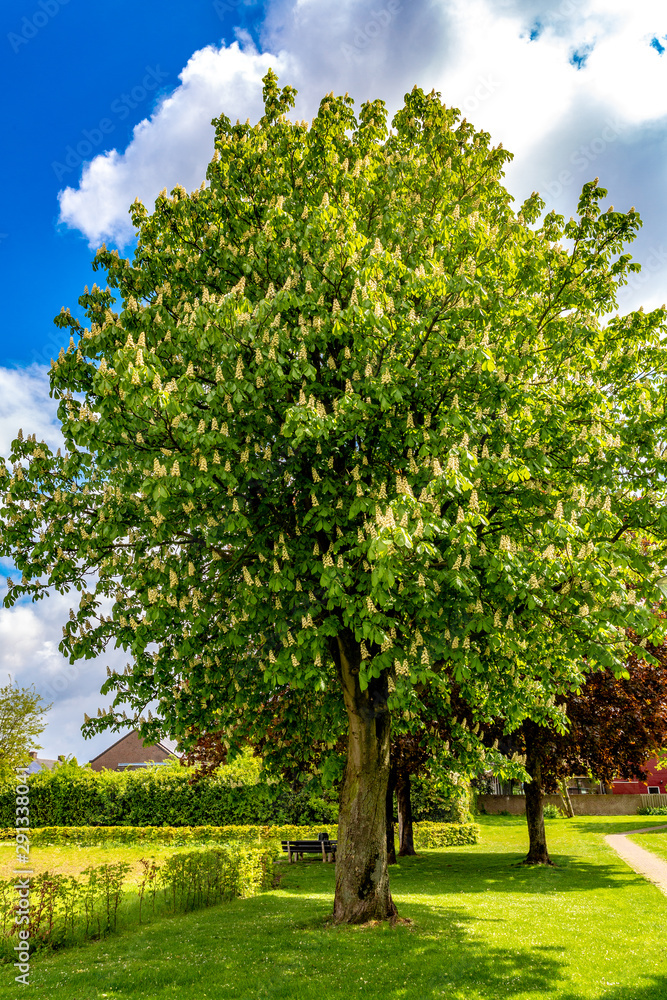 Beautiful and huge chestnut tree blooming in a park with green grass, wonderful sunny spring day with a blue sky and white clouds in Beek, south Limburg in the Netherlands Holland Beautiful and huge chestnut tree blooming in a park with green grass, wonderful sunny spring day with a blue sky and white clouds in Beek, south Limburg in the Netherlands Holland