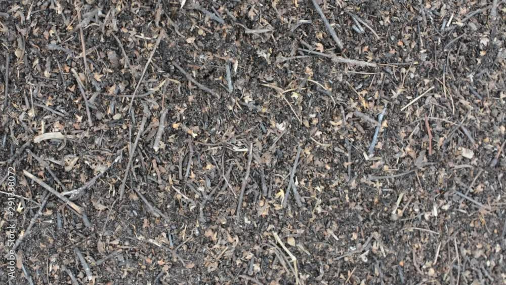 Ants slowly move around the anthill. Anthill close-up. Ants slowly move around the anthill. Anthill close-up.
