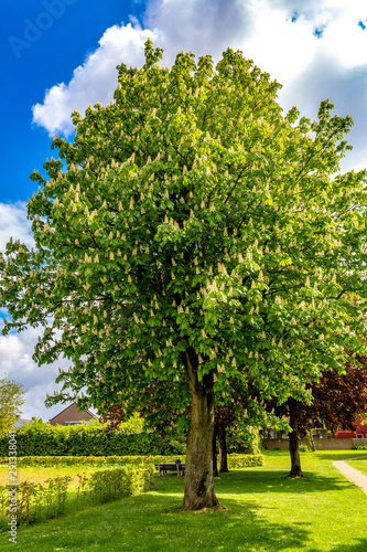 Beautiful and huge chestnut tree blooming in a park with green grass, wonderful sunny spring day with a blue sky and white clouds in Beek, south Limburg in the Netherlands Holland