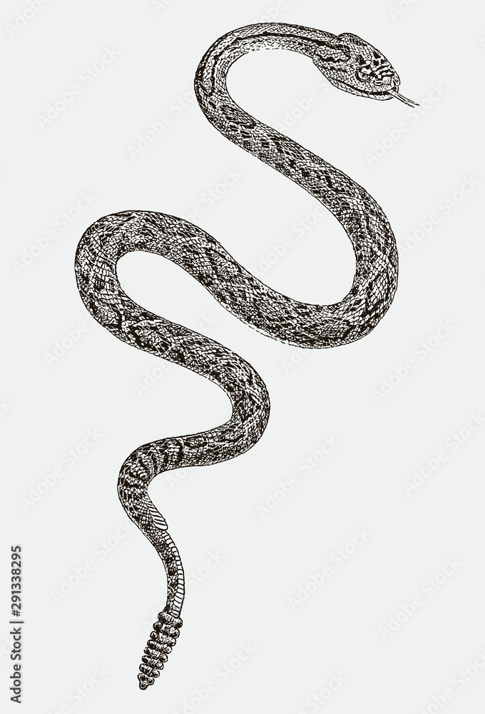 Obraz premium Winding Mojave rattlesnake crotalus scutulatus in top view, flicking tongue, after engraving from 19c.