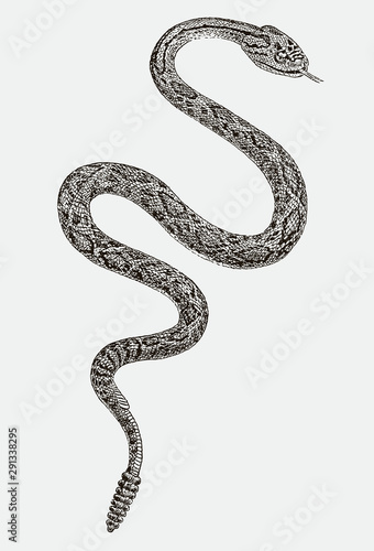 Winding Mojave rattlesnake crotalus scutulatus in top view, flicking tongue, after engraving from 19c. photo