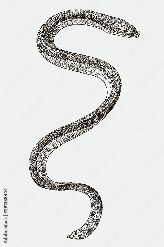 Obraz premium Yellow-bellied or pelagic sea snake hydrophis platurus in top view. Illustration after an engraving from the 19th century