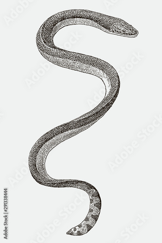 Yellow-bellied or pelagic sea snake hydrophis platurus in top view. Illustration after an engraving from the 19th century