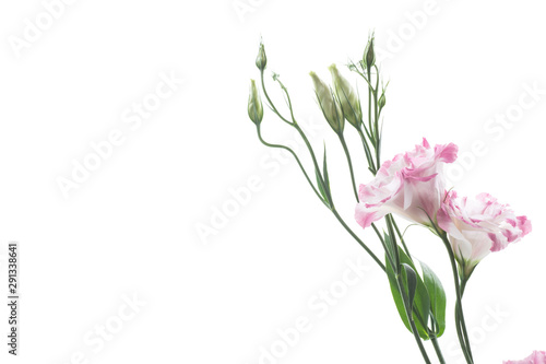 Fototapeta Naklejka Na Ścianę i Meble -  beautiful pink lisianthus flowers isolated on white
