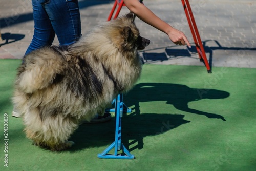 Εκτύπωση καμβά Dog training fun canine animal,  fast.