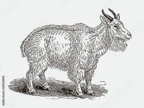 Rocky mountain goat oreamnos americanus in side view. Illustration after an engraving from the 19th century