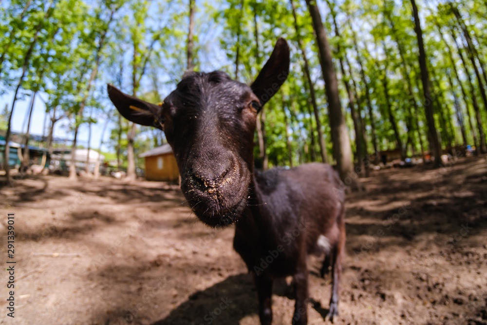 Goat animal farm mammal domestic,  summer.