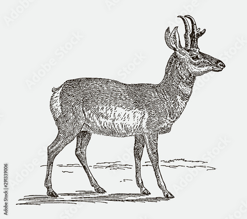 Male pronghorn antilocapra americana in side view. Illustration after an engraving from the 19th century