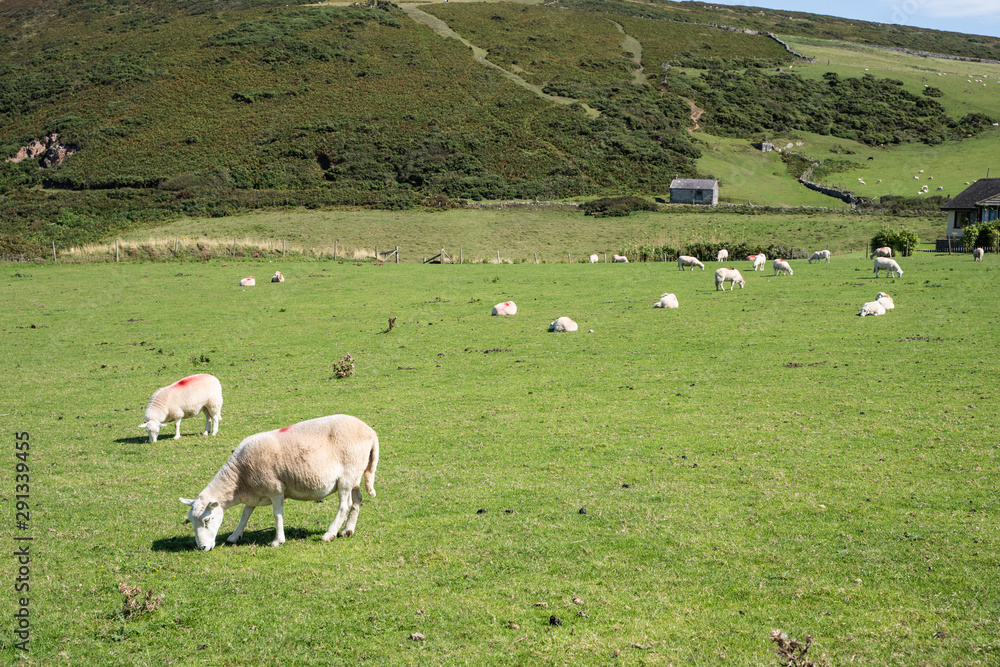 Obraz premium landscape view of a green field with sheeps grazing.