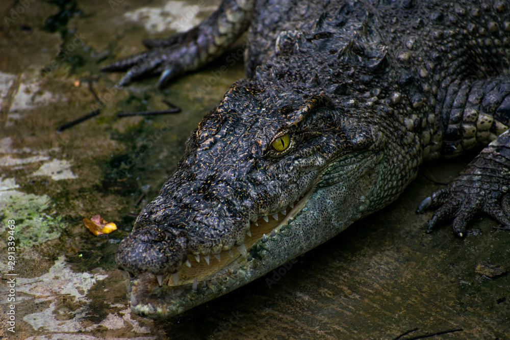 Fototapeta premium Granja de cocodrilos en Vietnam