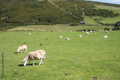 landscape view of a green field with sheeps grazing.