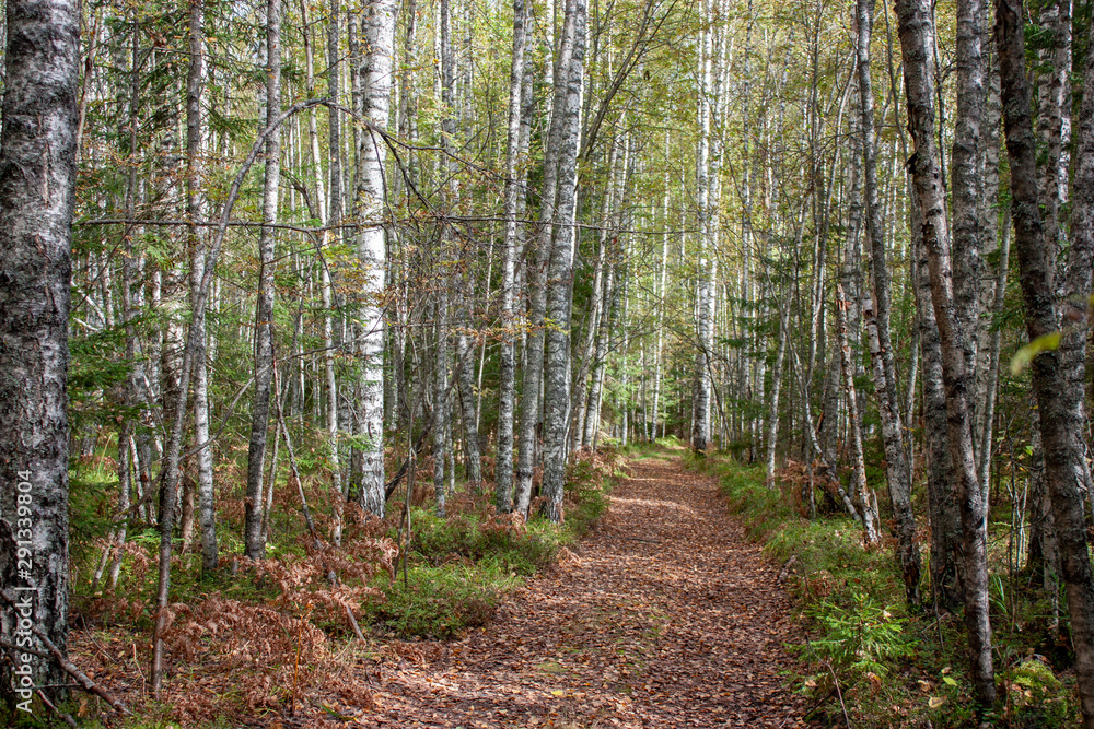 The road is covered with yellow leaves in the autumn forest. Forest road in a birch grove in the fall. The road is covered with yellow leaves in the autumn forest. Forest road in a birch grove in the fall.