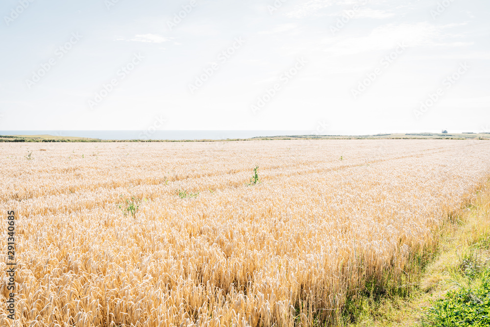 beautiful Gold Wheat field panorama.
