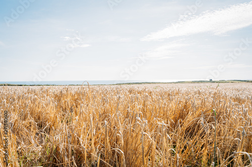 Autumn landscape with yellow grass and beautiful clouds