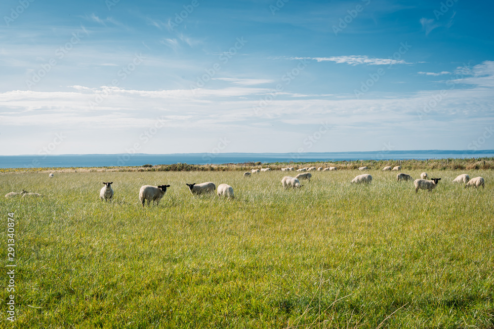Obraz premium group of sheep in a grass field,
