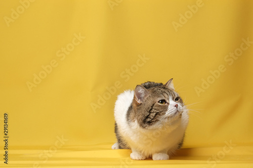 The British Shorthair Cat in room