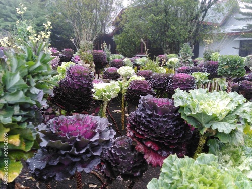Cabbage garden