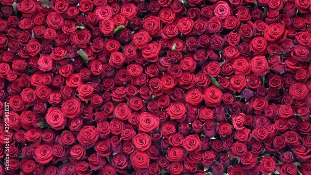 Many beautiful red roses as background Stock ビデオ | Adobe Stock