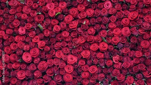 Many beautiful red roses as background