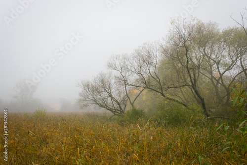Foggy day, trees and grass, reeds disappear in the mist, autumn, branches, colors, vanishing, mood, forest, nature