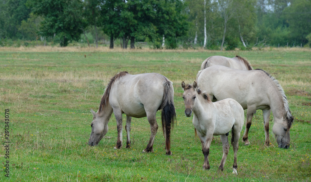Tarpan like Polish Horses herd Tarpan like Polish Horses herd