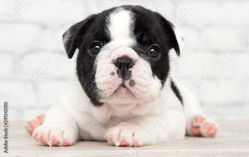 french bulldog puppy on brick wall background