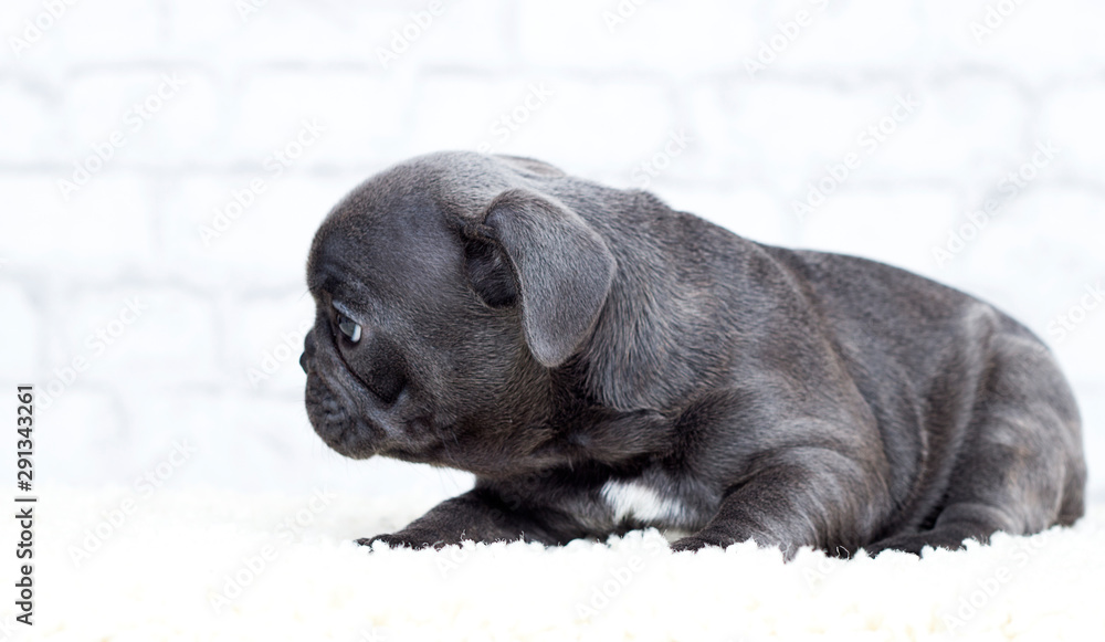 french bulldog puppy on brick wall background