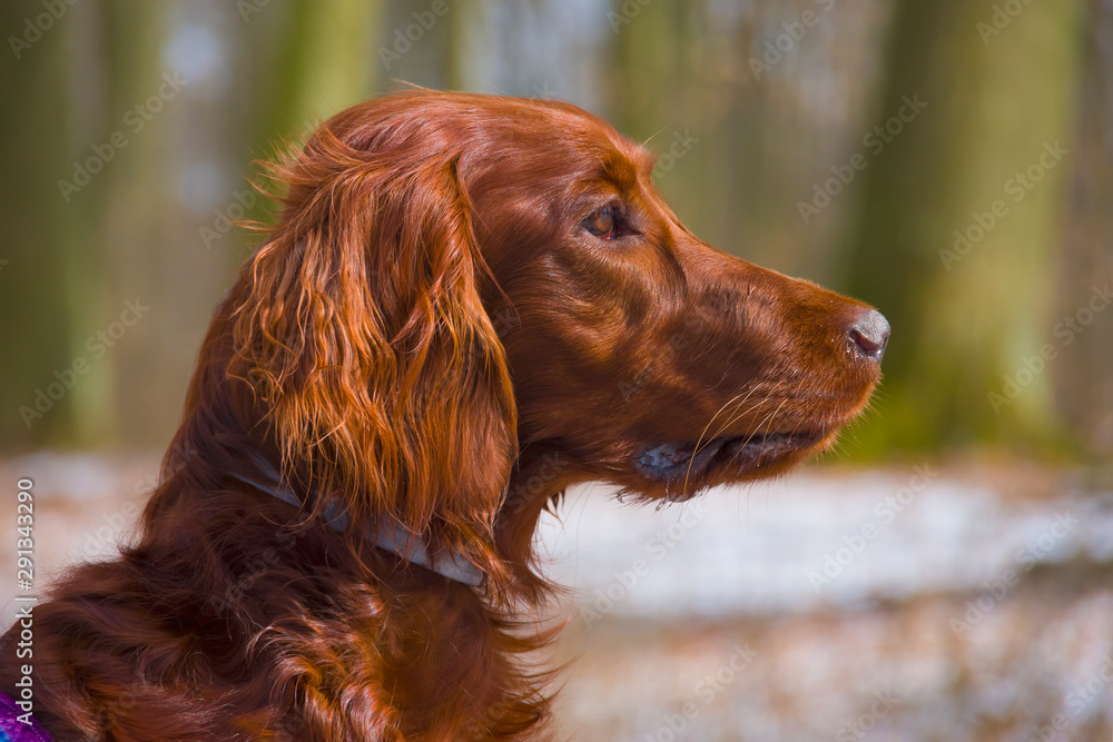 Dog portrait, Irish setter, redhead, head, tongue, friend, pet, animal Dog portrait, Irish setter, redhead, head, tongue, friend, pet, animal