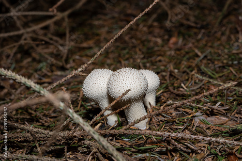 Lycoperdon perlatum, popularly known as the common puffball, warted puffball, gem-studded puffball, or the devil's snuff-box, is a species of puffball fungus in the family Agaricaceae.