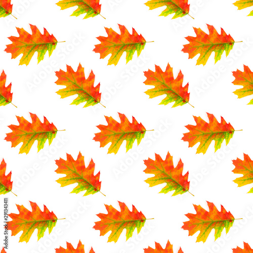 Pattern autumn oak leaf isolate on a white background