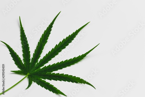 Closeup of green cannabis, fresh leaves isolated on white background. Selective focus.