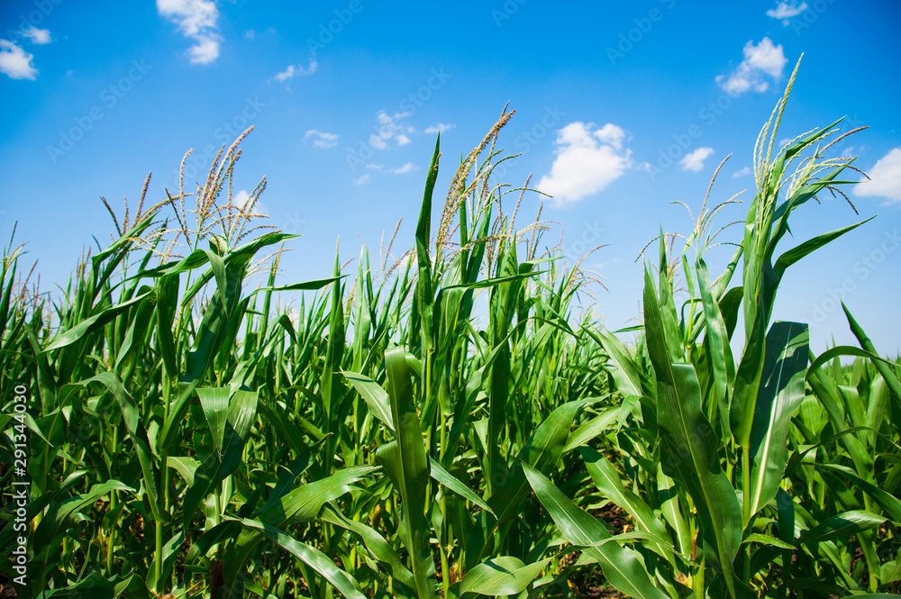 Green corn field Green corn field