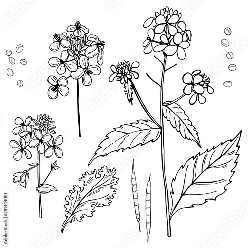 Hand-drawn mustard plant.  Vector sketch illustration.