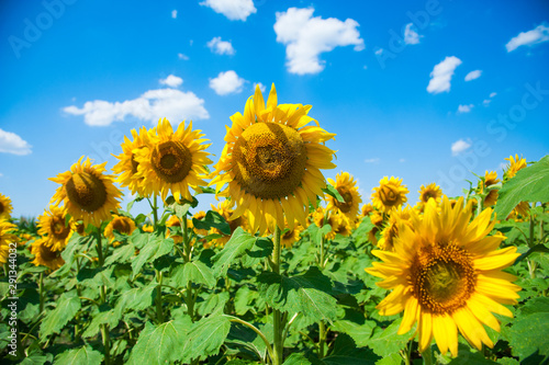 Sunflower field. Summer landscape