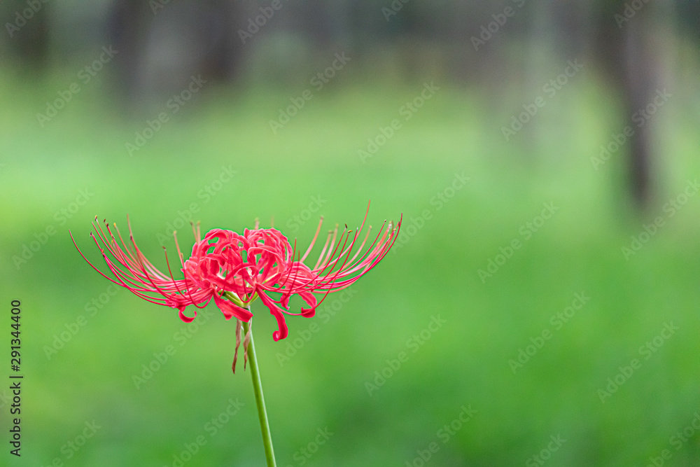 Red Spider Lily, taken at Kinchakuda, Saitama, Japan Red Spider Lily, taken at Kinchakuda, Saitama, Japan