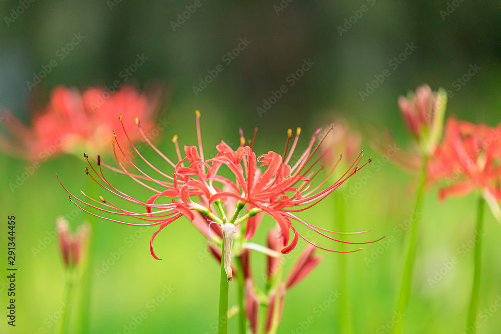 Red Spider Lily, taken at Kinchakuda, Saitama, Japan Red Spider Lily, taken at Kinchakuda, Saitama, Japan